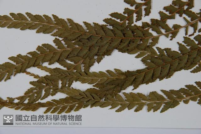 粗毛鱗蓋蕨藏品圖，第5張