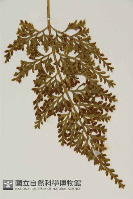 骨碎補鐵角蕨藏品圖，第5張