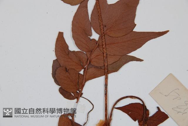 全緣貫眾蕨藏品圖，第4張