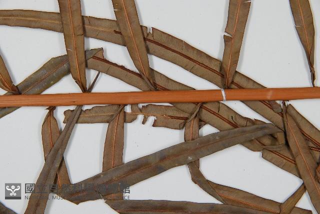 烏毛蕨藏品圖，第4張