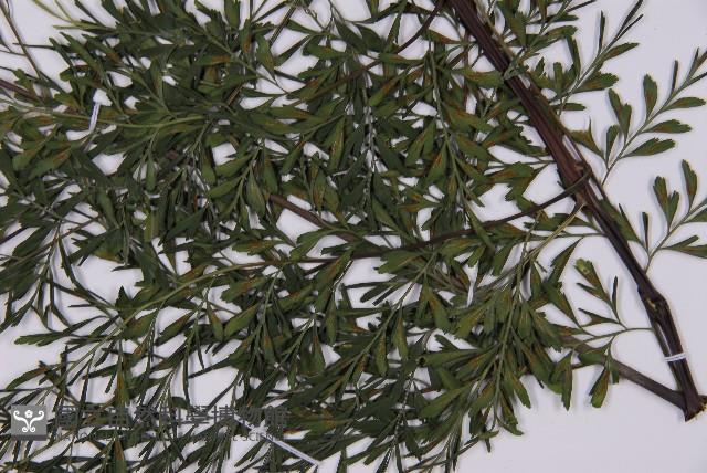 大黑柄鐵角蕨藏品圖，第5張