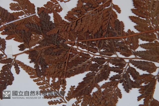 圓蓋陰石蕨藏品圖，第5張