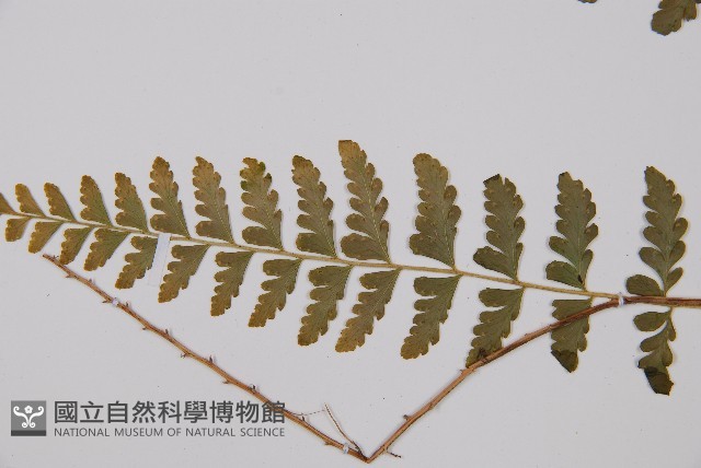 羽裂鱗蓋蕨藏品圖，第5張
