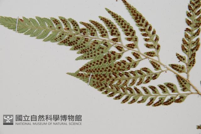 小葉複葉耳蕨藏品圖，第4張
