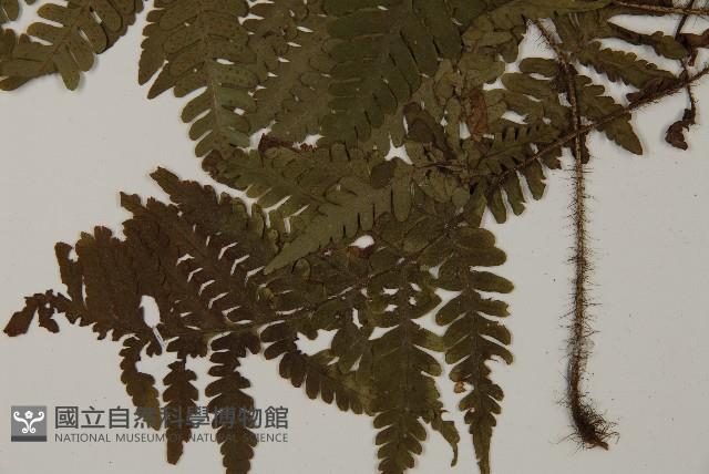 愛德氏肋毛蕨藏品圖，第5張