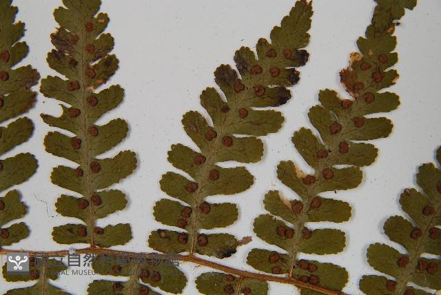 擬岩蕨藏品圖，第5張