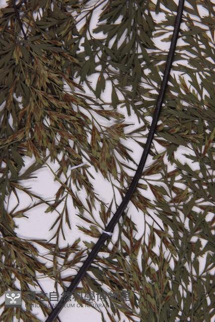 大黑柄鐵角蕨、黃鱗鐵角蕨、大羽鐵角蕨藏品圖，第5張