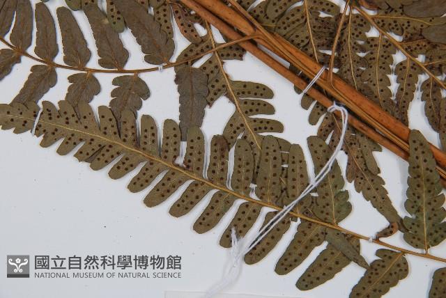 登錄號:P012558藏品圖，第5張