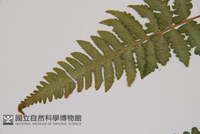假蹄蓋蕨、東洋蹄蓋蕨藏品圖，第5張
