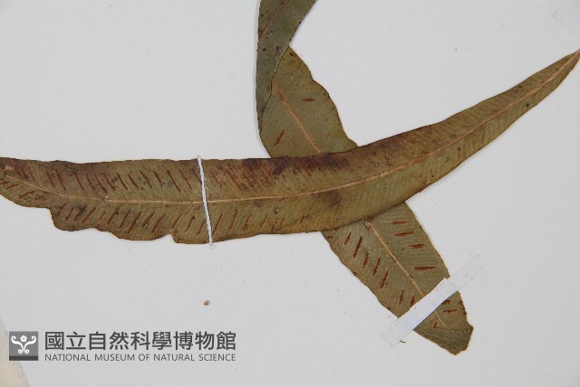 單葉雙蓋蕨藏品圖，第5張