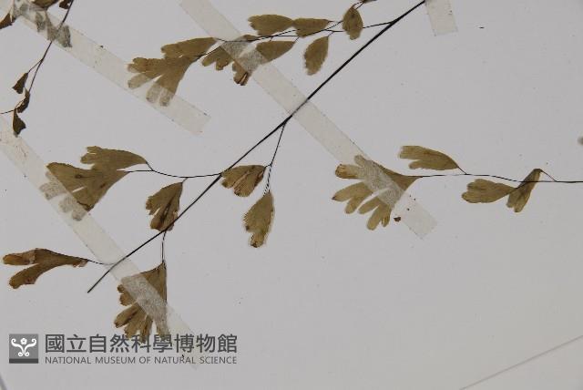 鐵線蕨藏品圖，第2張