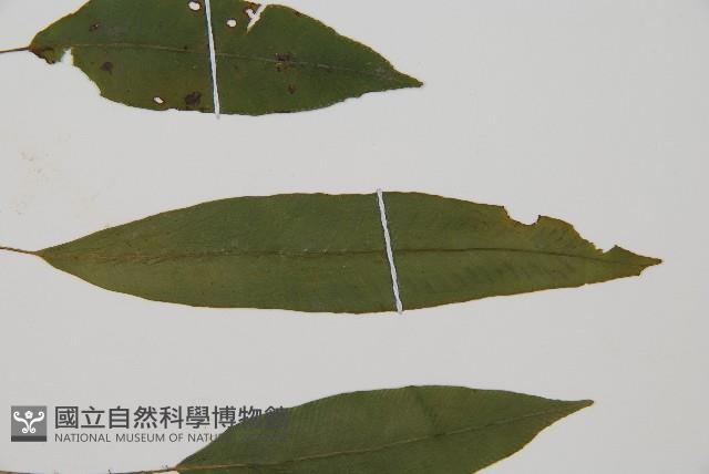 單葉雙蓋蕨藏品圖，第5張