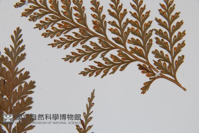 海州骨碎補藏品圖，第5張