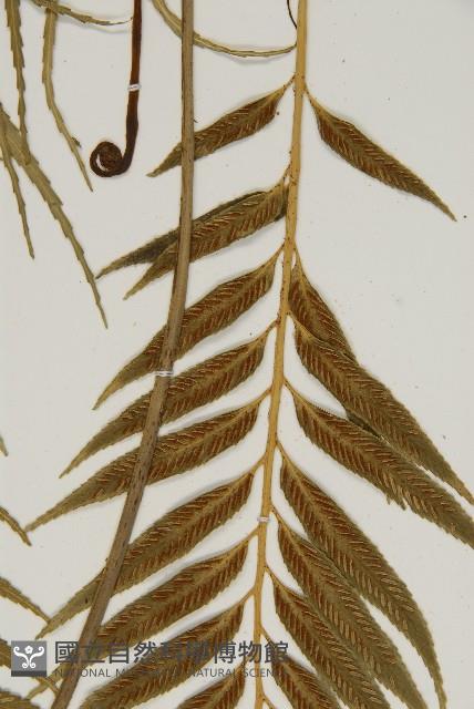 蘭嶼鐵角蕨藏品圖，第8張