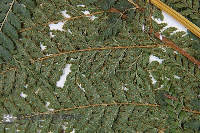 粗毛鱗蓋蕨藏品圖，第5張