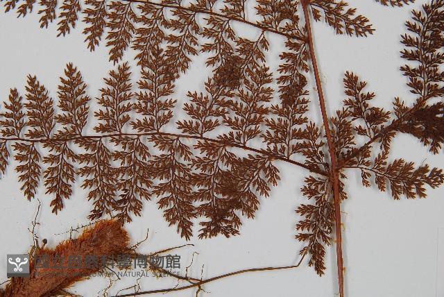 台灣小膜蓋蕨藏品圖，第7張