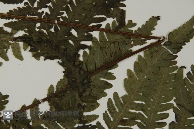 薄葉擬肋毛蕨藏品圖，第5張