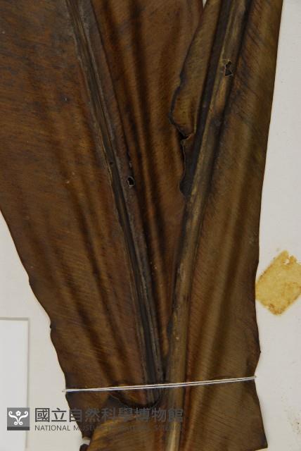 臺灣山蘇花藏品圖，第5張