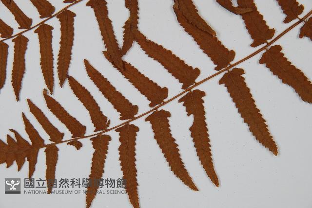 菜蕨藏品圖，第5張