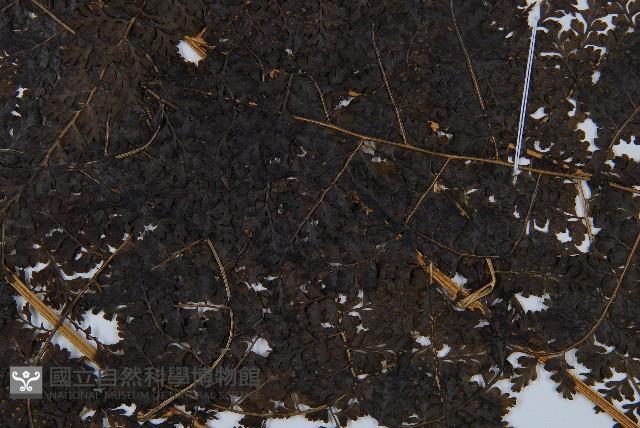 稀子蕨藏品圖，第5張