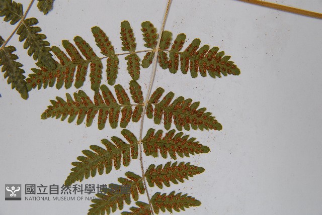 羽節蕨藏品圖，第5張