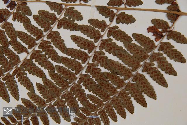 山蹄蓋蕨藏品圖，第5張