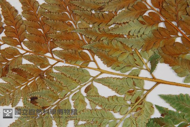 闊葉骨碎補藏品圖，第5張