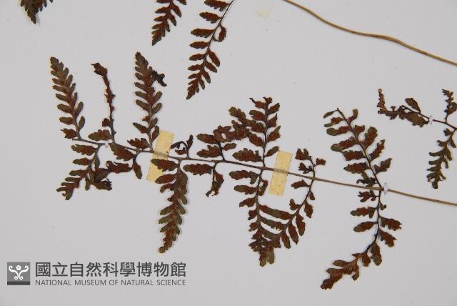 蓬萊蹄蓋蕨藏品圖，第8張