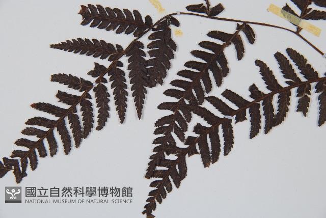 臺灣桫欏藏品圖，第5張