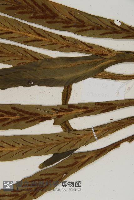 劍葉鐵角蕨、箭葉鐵角蕨藏品圖，第5張