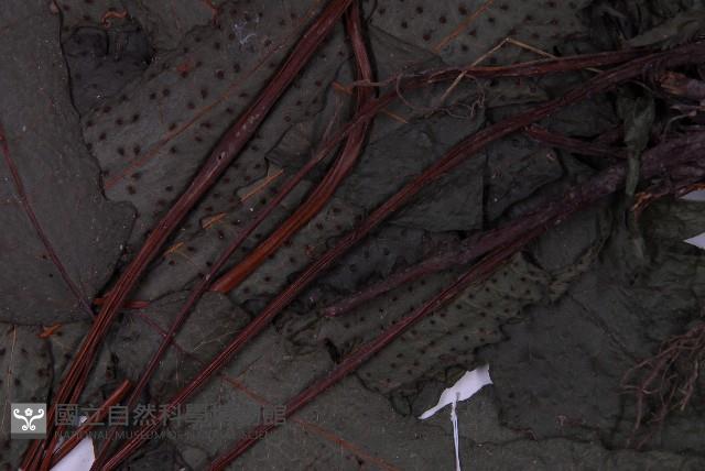 花蓮三叉蕨藏品圖，第5張