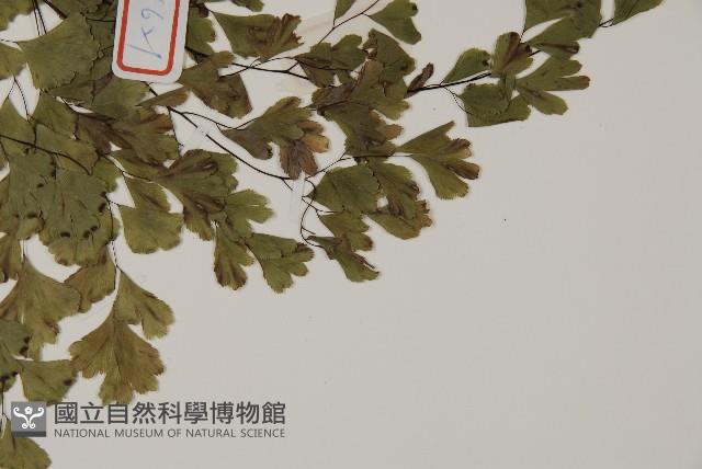 鐵線蕨藏品圖，第5張