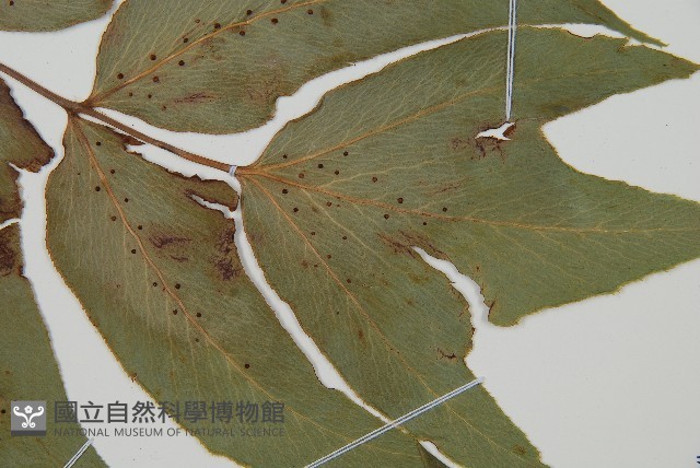細齒貫眾蕨藏品圖，第5張