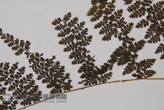 稀子蕨藏品圖，第5張