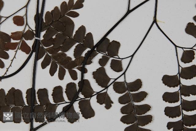 Accession Number:P007098 Collection Image, Figure 4, Total 5 Figures