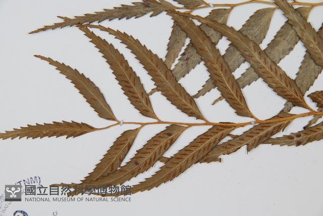 蘭嶼鐵角蕨藏品圖，第5張