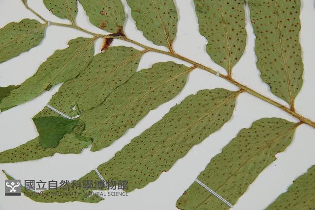 披針貫眾蕨藏品圖，第4張