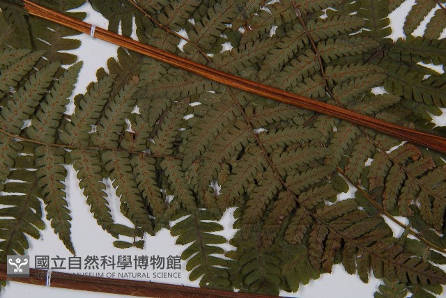 卵果短腸蕨藏品圖，第5張