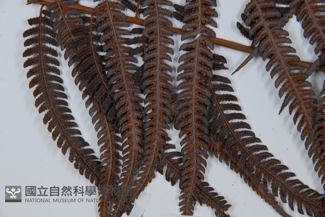 金狗毛蕨藏品圖，第3張