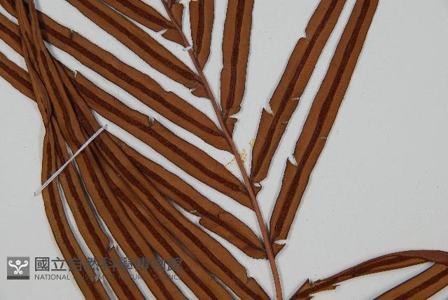 烏毛蕨藏品圖，第4張