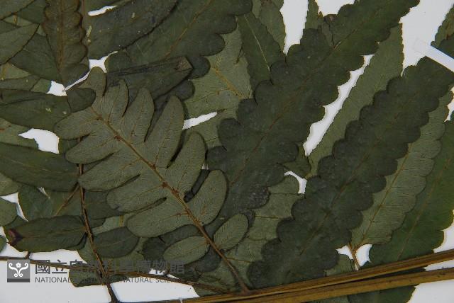 毛柄短腸蕨藏品圖，第5張