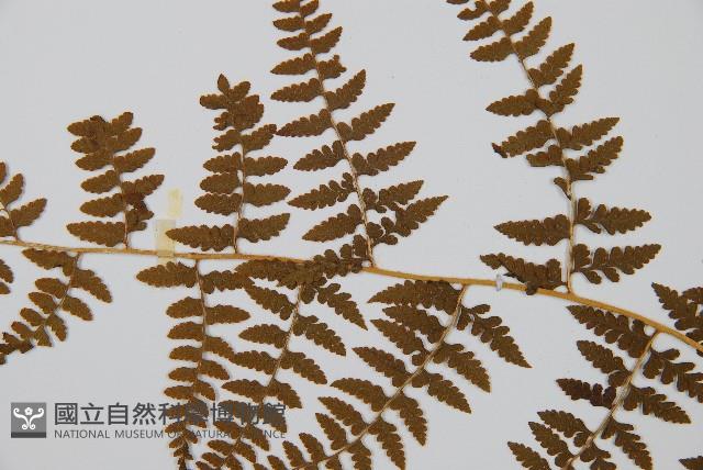 刺柄碗蕨藏品圖，第5張