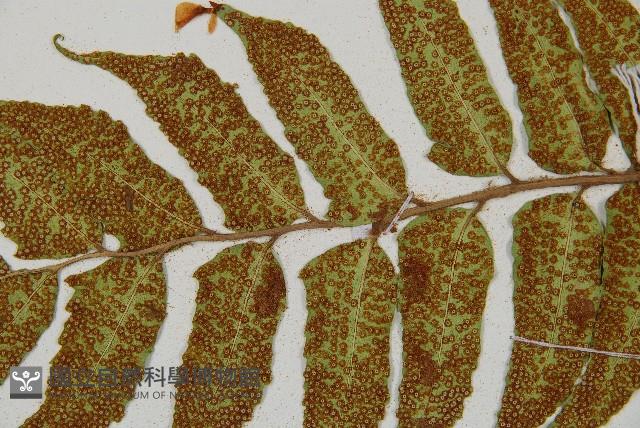 全緣貫眾蕨藏品圖，第4張