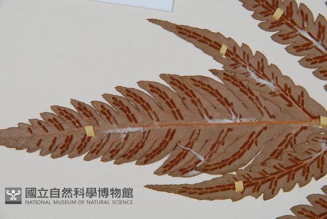 日本狗脊蕨藏品圖，第5張