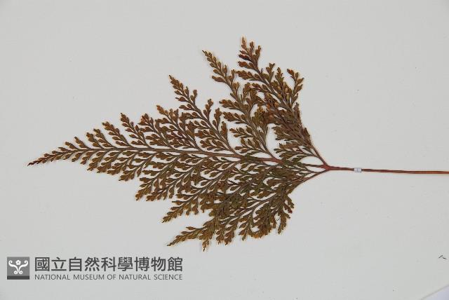 海州骨碎補藏品圖，第5張