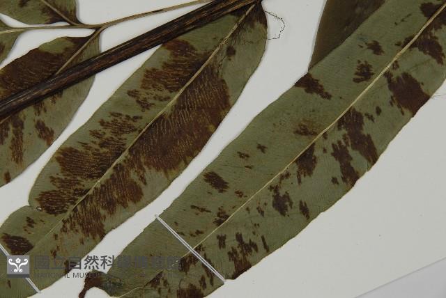 日本鳳丫蕨藏品圖，第5張