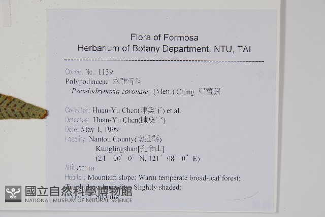 崖薑蕨藏品圖，第4張