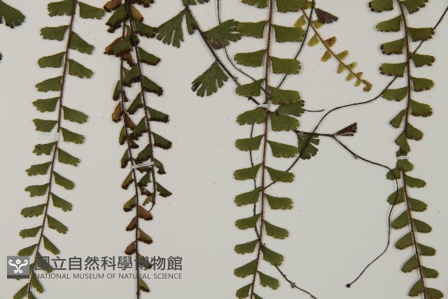 愛氏鐵線蕨藏品圖，第5張