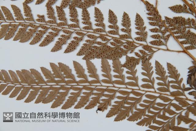 細葉複葉耳蕨藏品圖，第5張