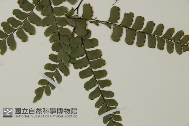 扇葉鐵線蕨藏品圖，第5張